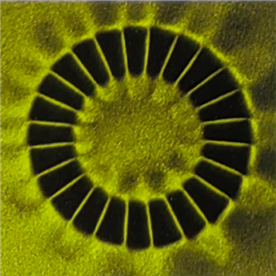Axial twenty-four pole magnetization