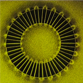 Axial fifty pole magnetization